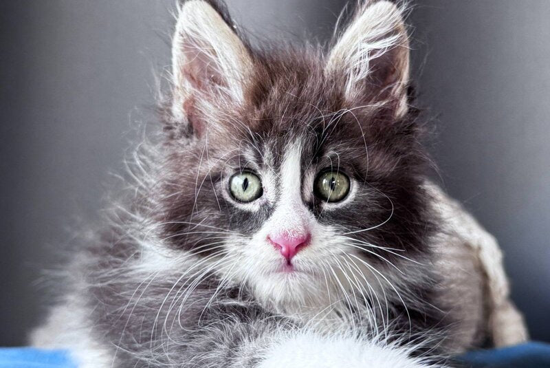 Velvet Fang Maine Coon male, blue tabby bicolour