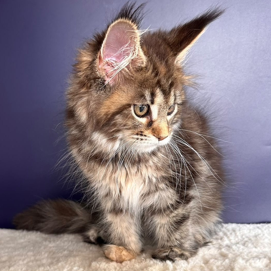 Tais Maine Coon female, black tortie tabby