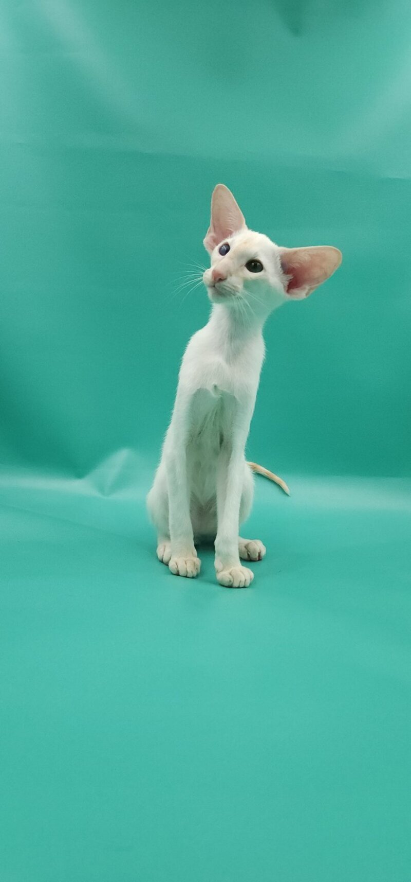 Pushan Siamese male, cream