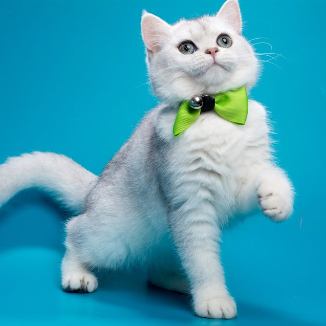 Fred British Shorthair male, chocolate silver shaded