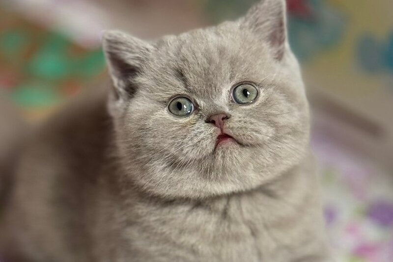 Potapuf Scottish Straight male, lilac