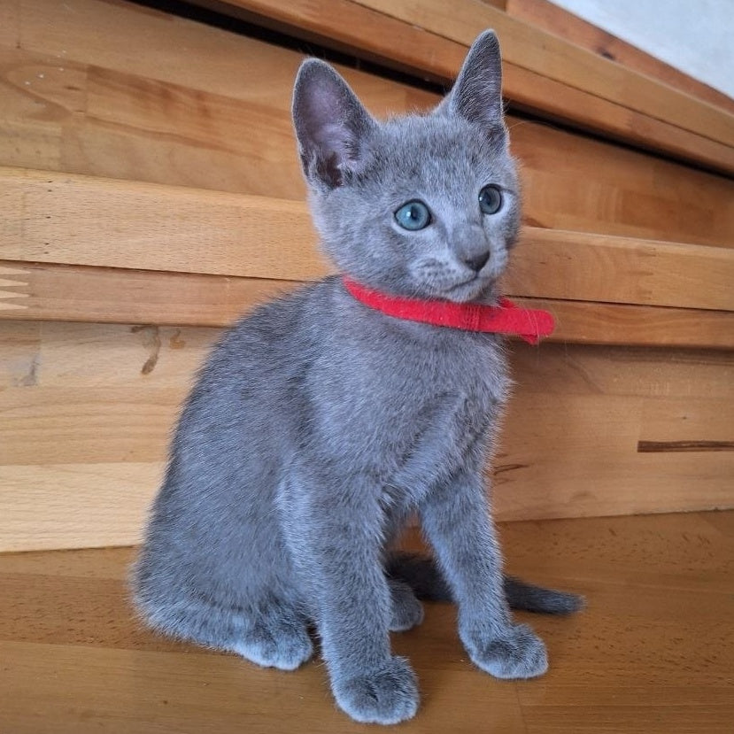 Como Russian Blue male, blue