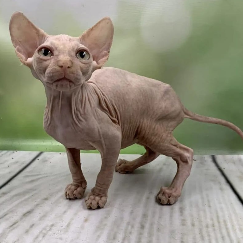 Glasha Canadian Sphynx female, cream