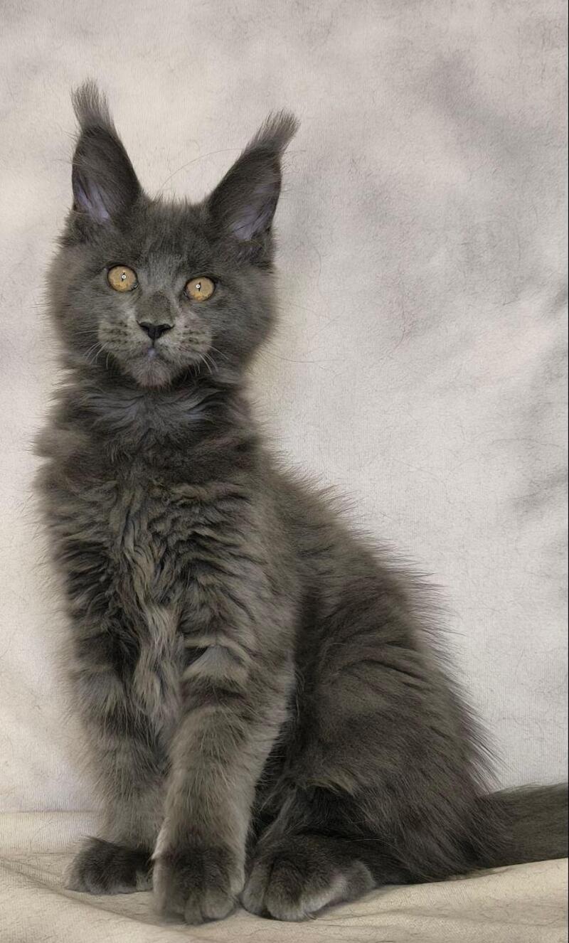 Sheila Maine Coon female, blue silver