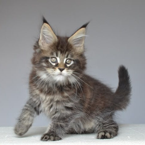 Joyce Maine Coon male, black spotted tabby