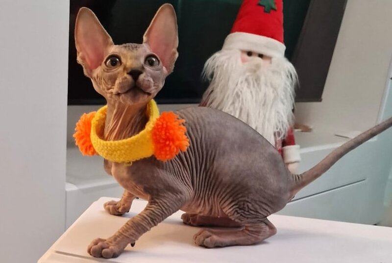Daily Canadian Sphynx female black tabby - live animals