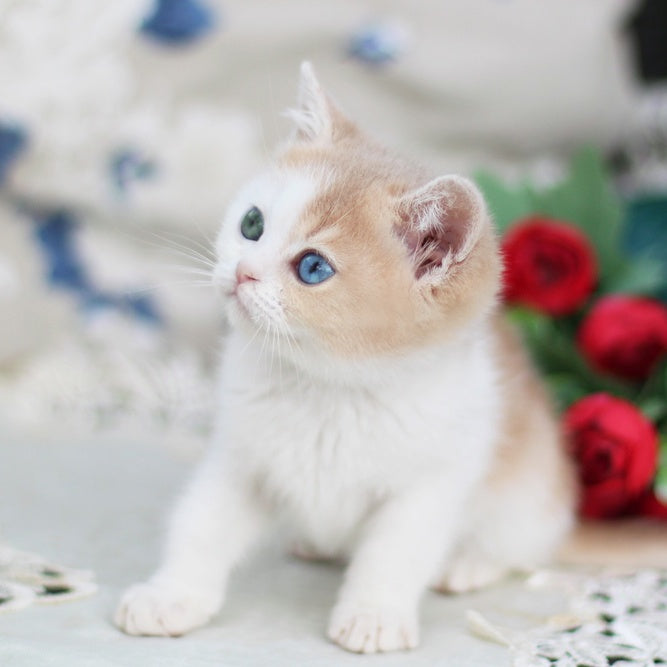 Charlis British Shorthair male, blue golden shaded