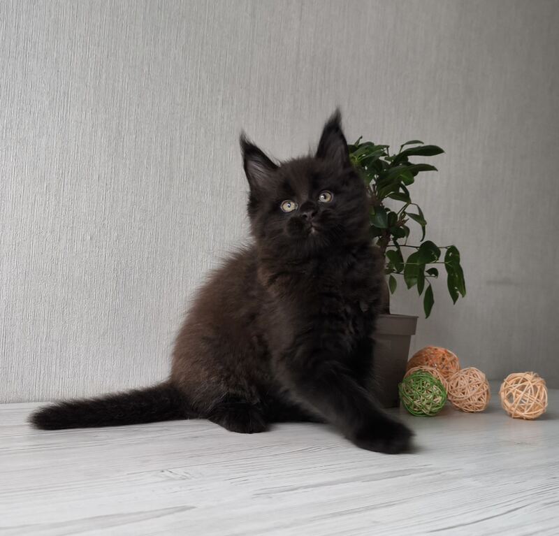 Graf Maine Coon male, black