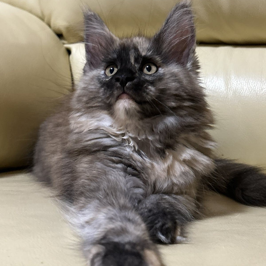 Roxy Maine Coon female, black tortie silver