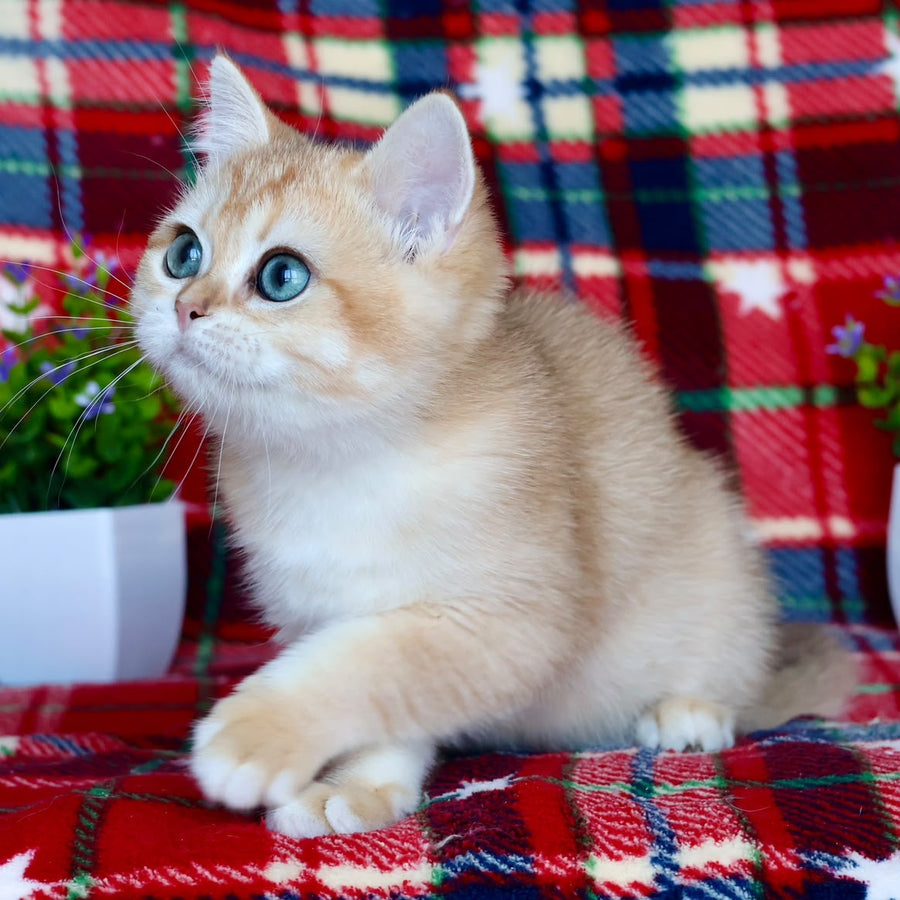 Zhalli British Shorthair female, black golden chinchilla