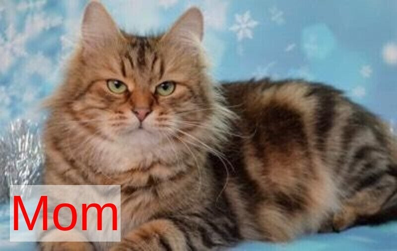 Silvia Siberian female, black tabby