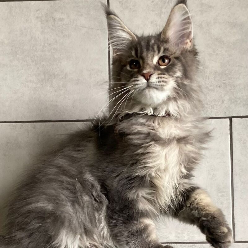 Tolyatti Maine Coon male, blue silver tabby