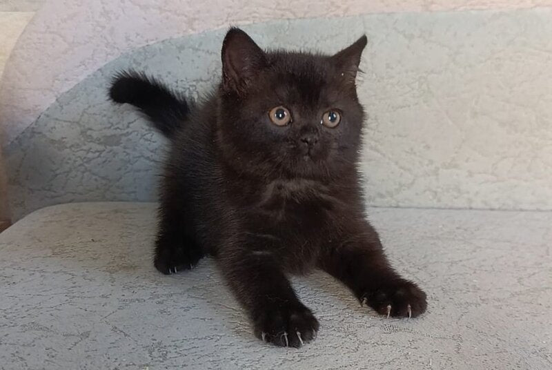 Electra British Shorthair female, black