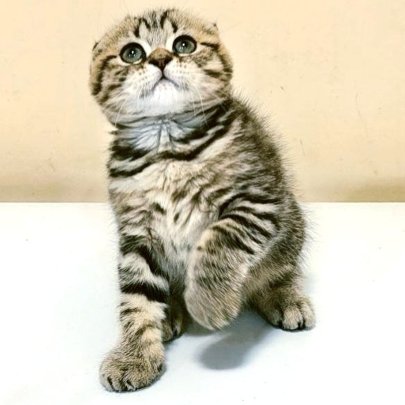 Lola Scottish Fold female, black spotted tabby