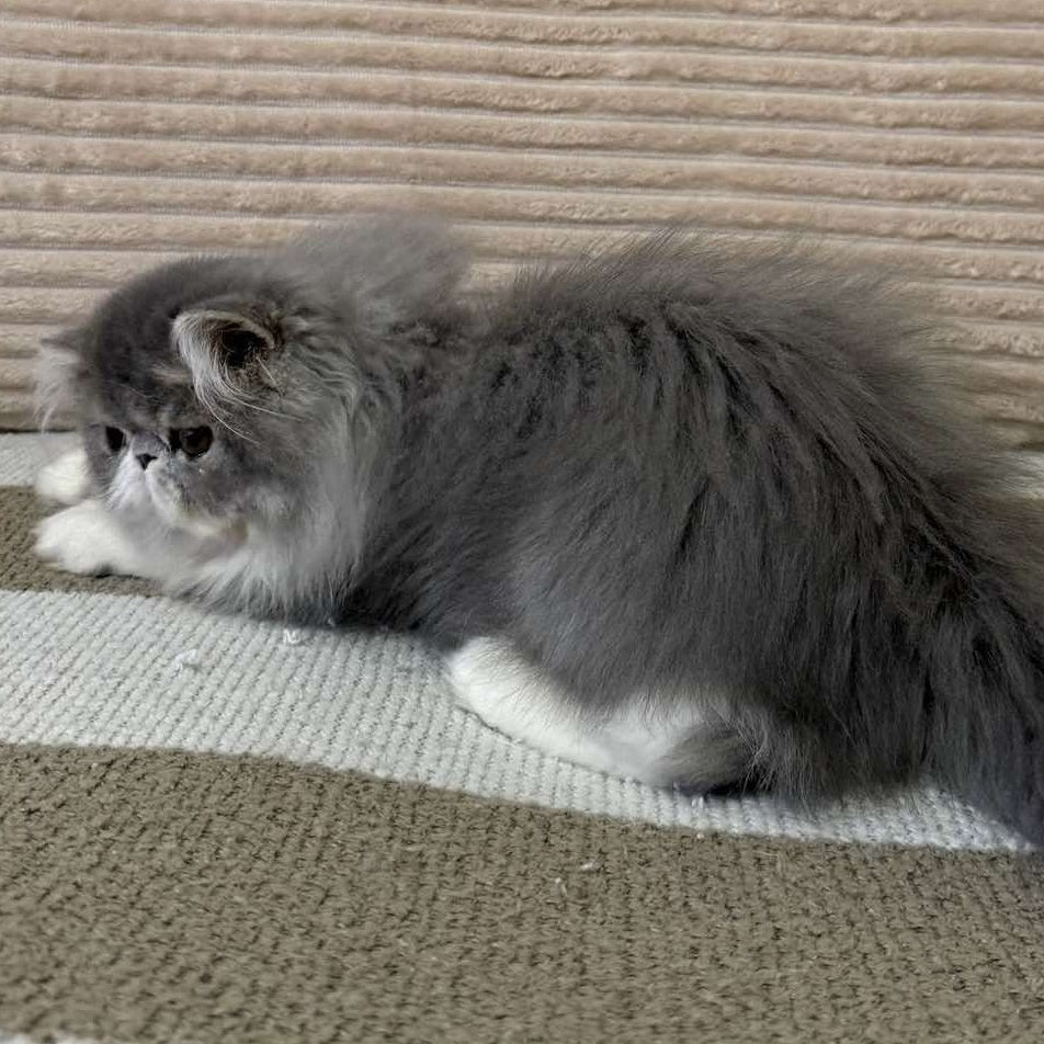 Lady Blue Persian female, blue bicolour spotted tabby
