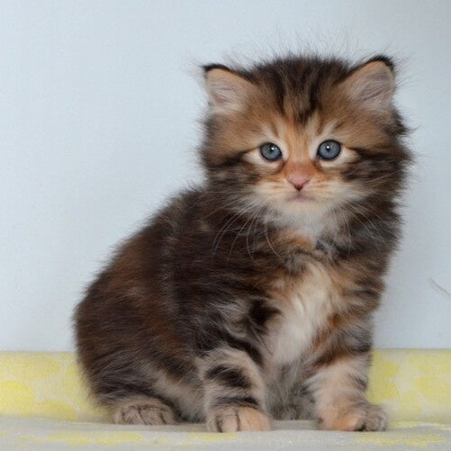 Talia Siberian female, black tortie tabby