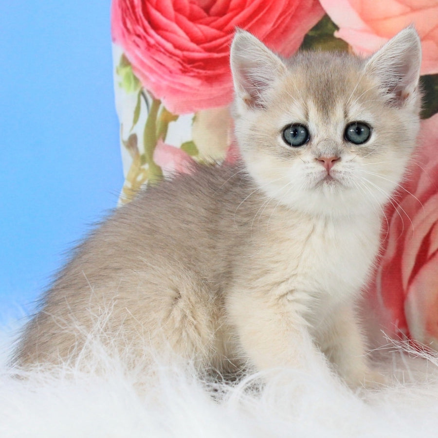 Tosha British Shorthair male, blue golden shaded