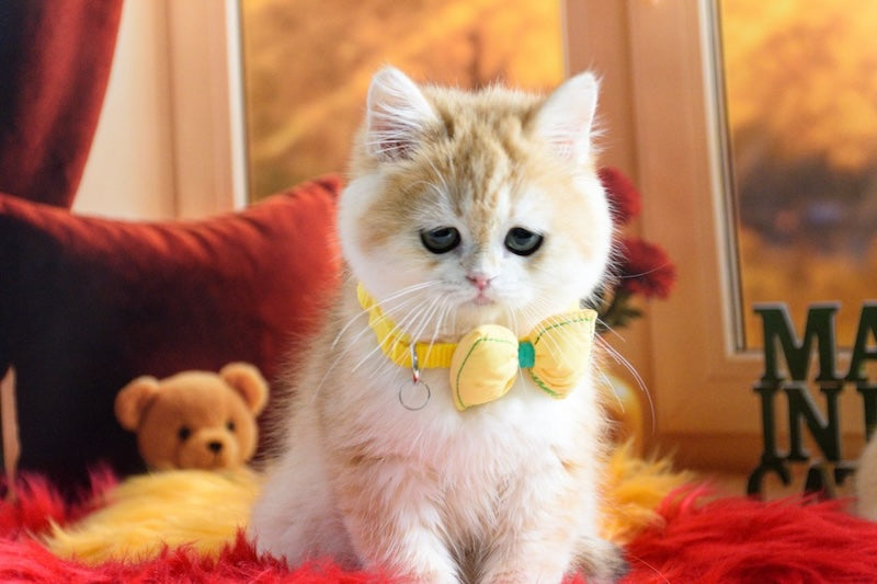 Merlin British Shorthair male, black golden chinchilla