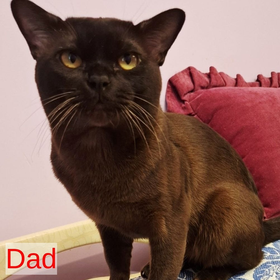 Hanna Burmese female, black