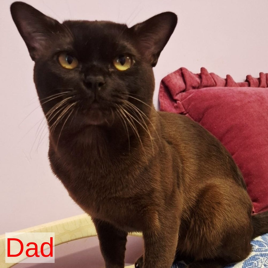 Hammer Burmese male, chocolate