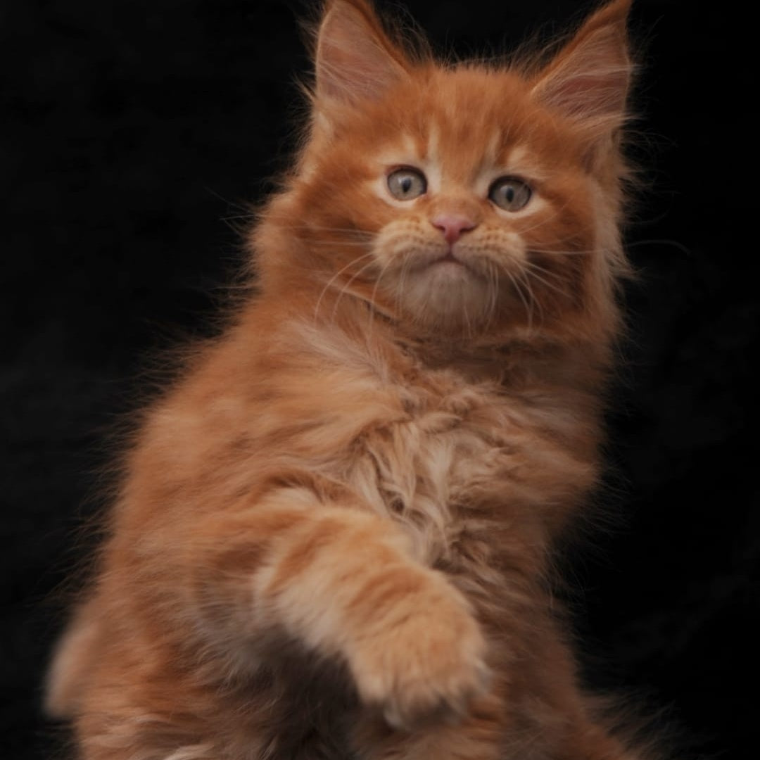 Sem Maine Coon male, red