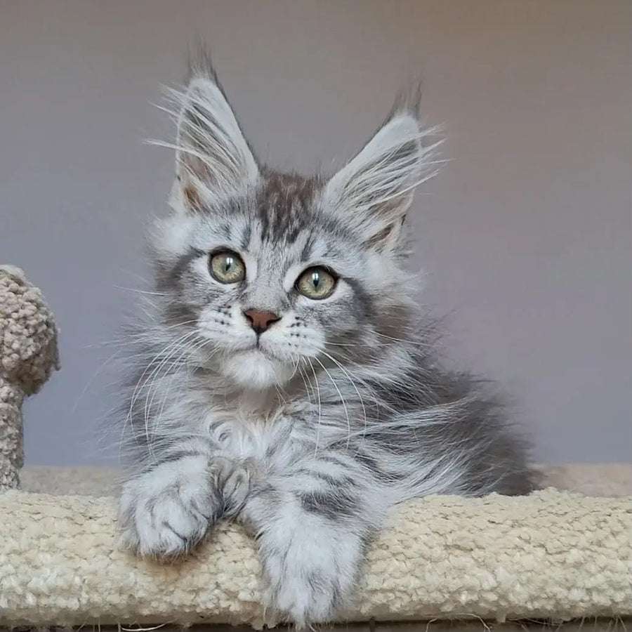 Hugo Maine Coon polydactyl 6x6x6x6 male, black silver tabby