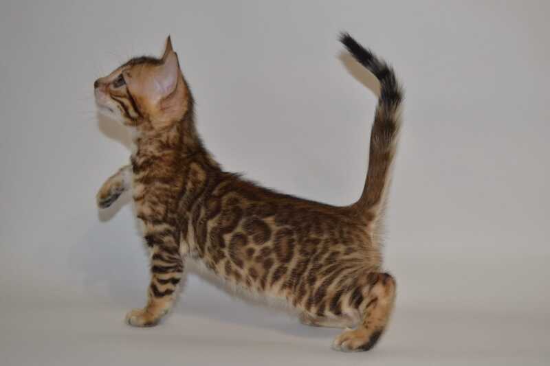 Lili Bengal female black spotted tabby - live animals