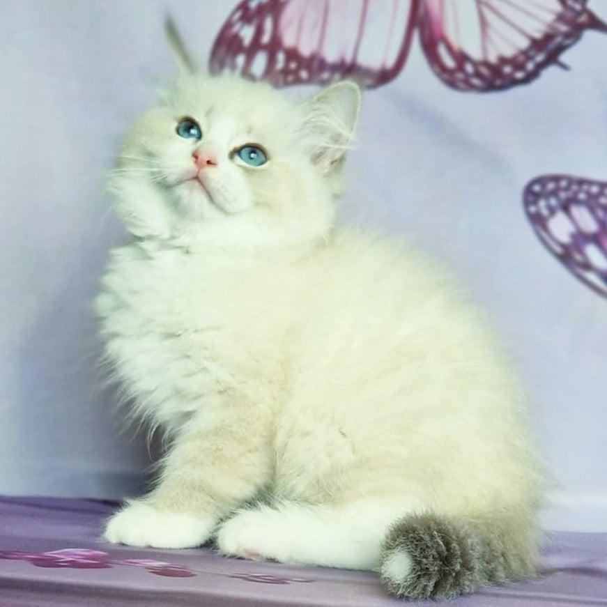 Endy Siberian male, blue bicolour tabby pointed