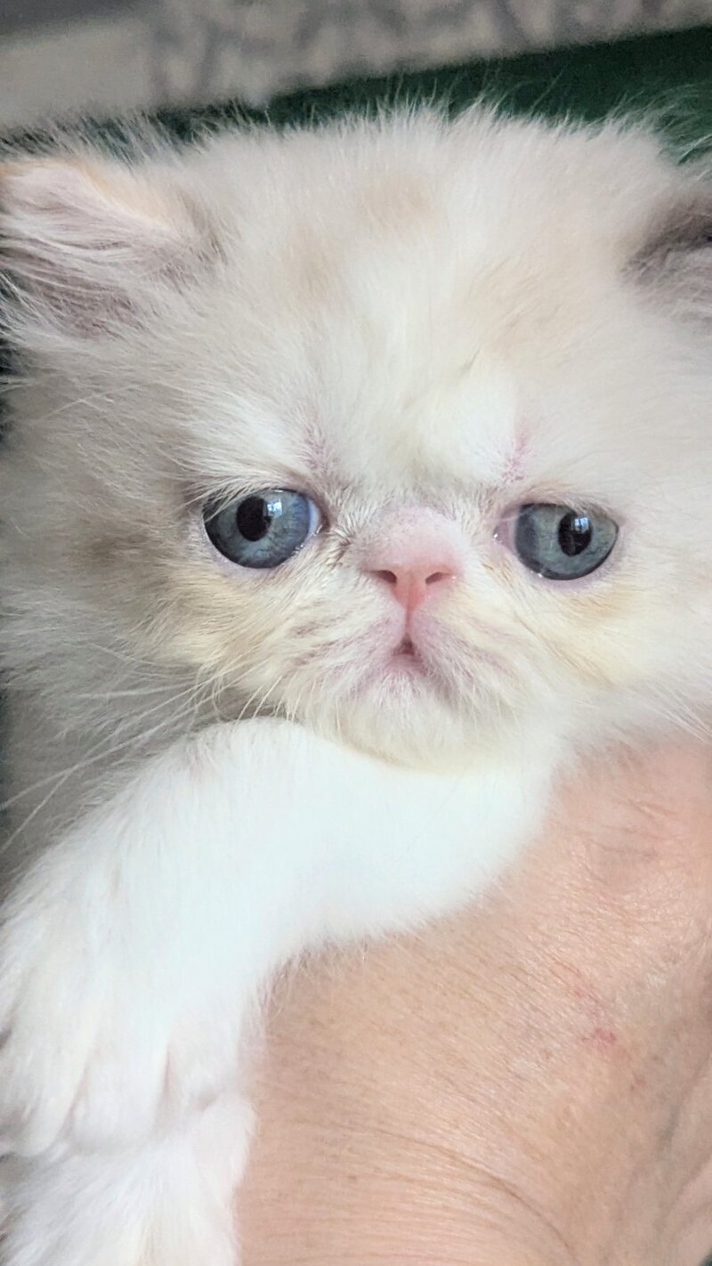Nelli Persian female, blue tortie pointed bicolour