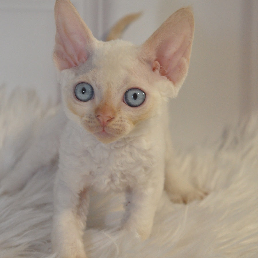 Armaf Devon Rex male, red pointed