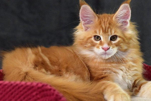 Cvetan Aureus Maine Coon male red tabby - live animals