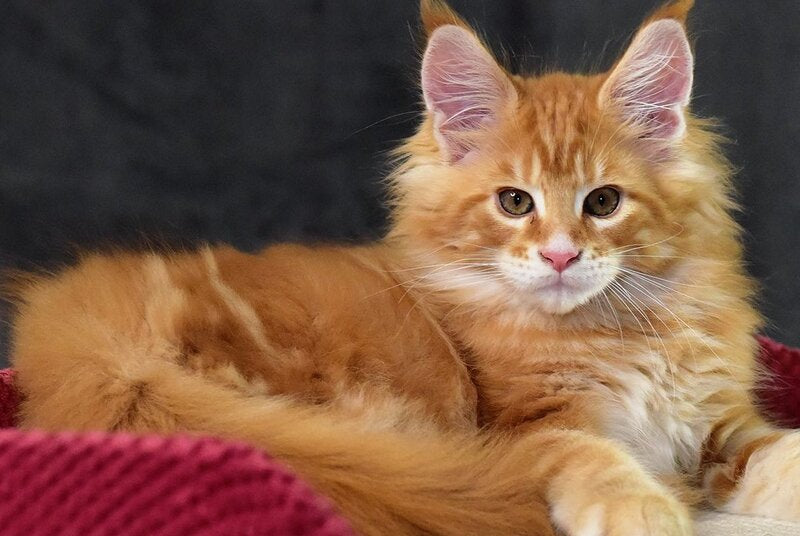 Cvetan Aureus Maine Coon male, red tabby