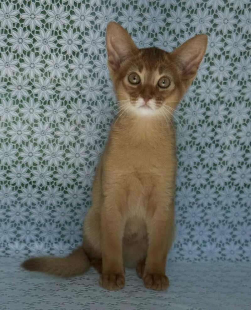Bakara Abyssinian female sorrel - live animals
