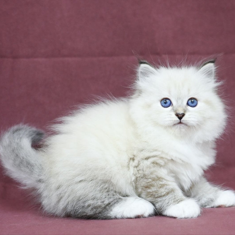 Magnat Siberian male, black tabby pointed with white