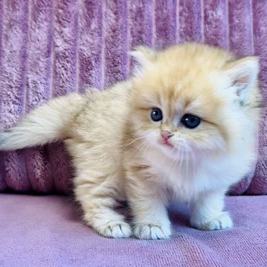 Jasmine British Longhair female, black golden spotted tabby