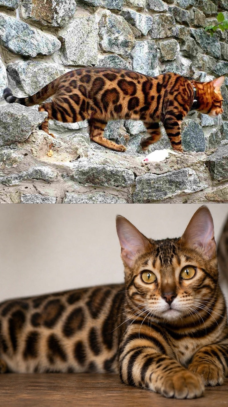 Mia Bengal female black spotted tabby - live animals