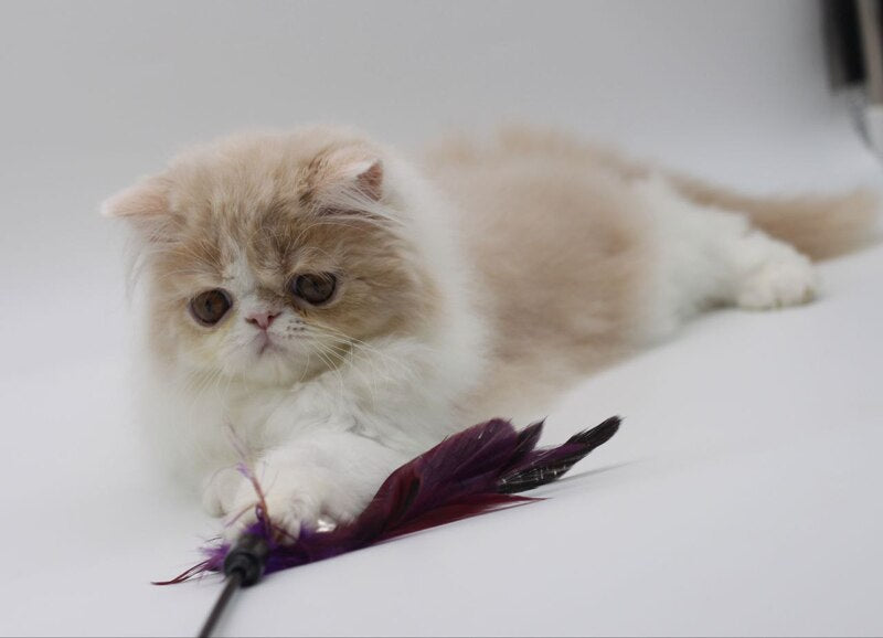 Prokop Persian male, cream bicolour