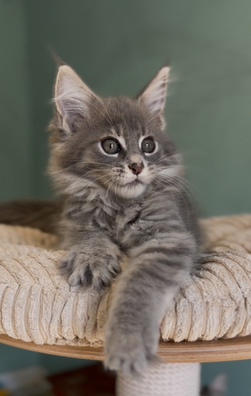 Diana Maine Coon female, blue ticked tabby
