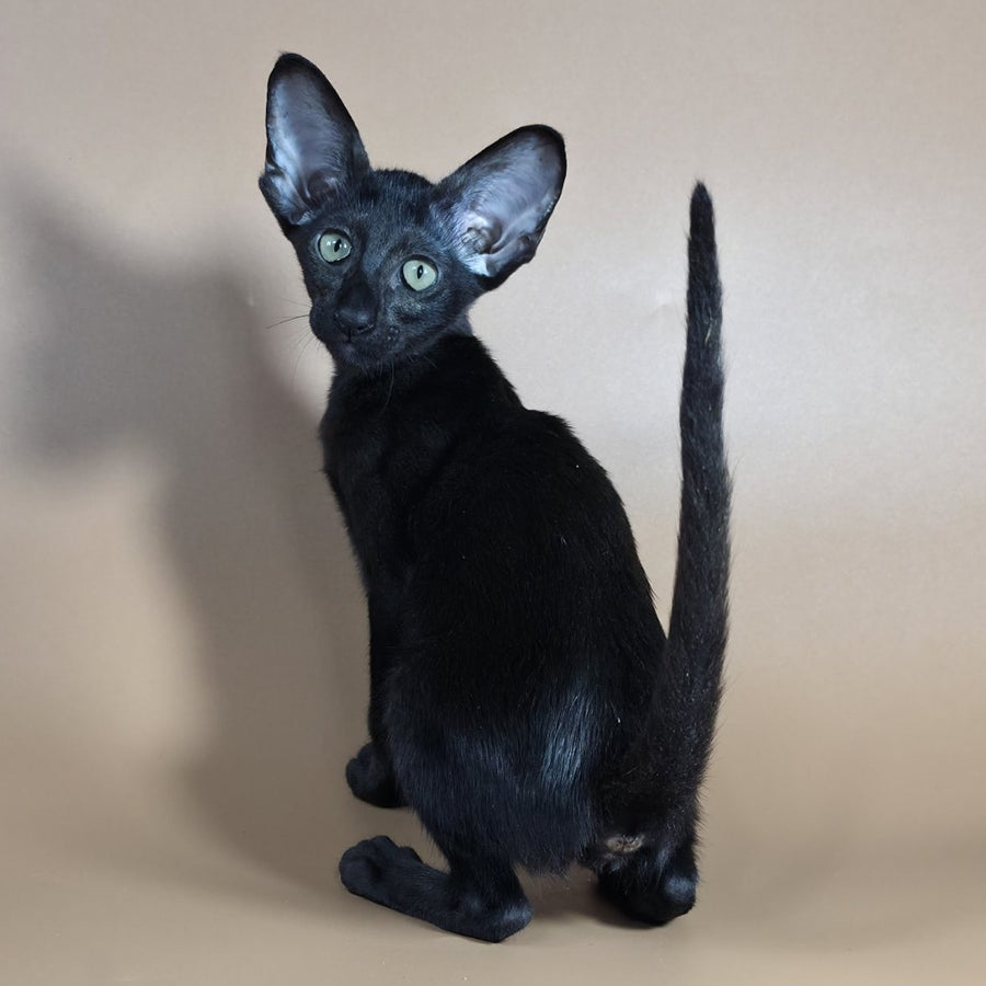 Juno Siamese female, black