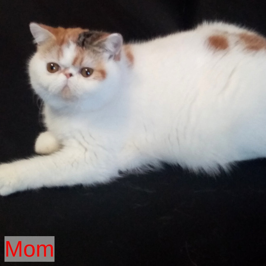 Аriel Exotic female, black tortie bicolour tabby