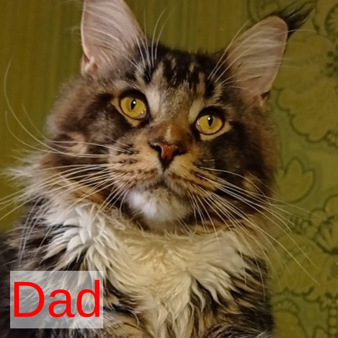 Inosh Maine Coon female, black tabby with white
