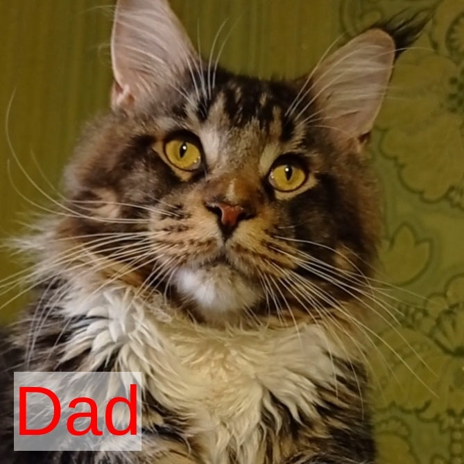 Haridvari Maine Coon female, black tabby with white