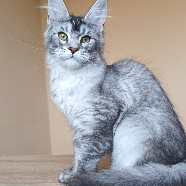 Danessa Maine Coon female, black silver ticked tabby