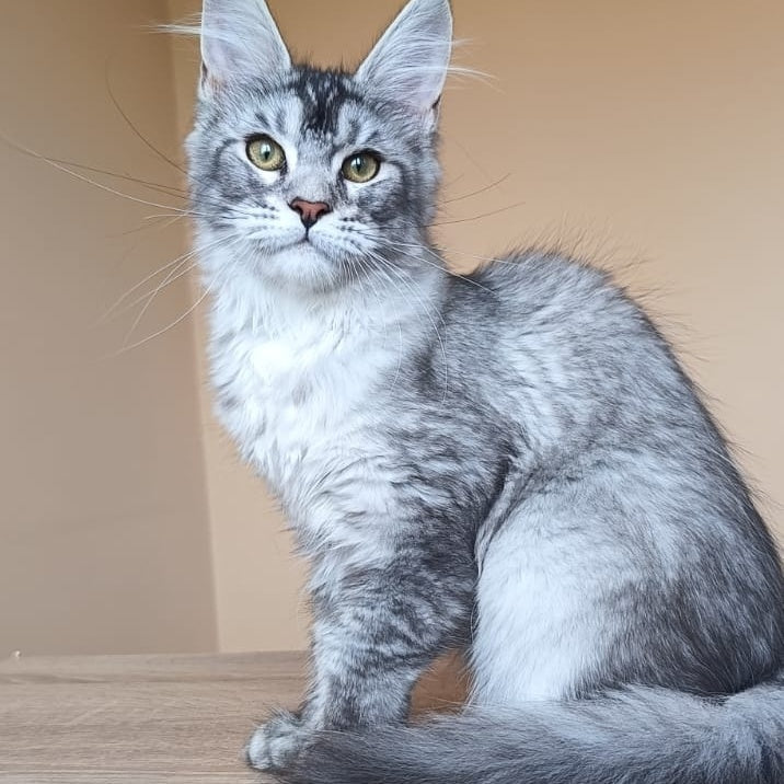 Danessa Maine Coon female, black silver ticked tabby