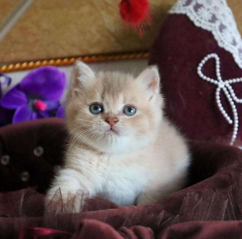 Stiven British Shorthair male, lilac golden shaded