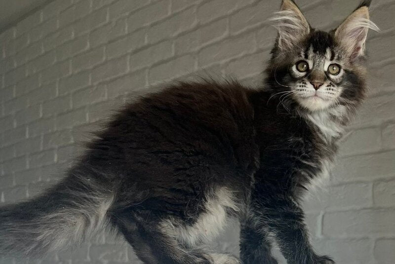 Xena Maine Coon polydactyl female, black ticked tabby