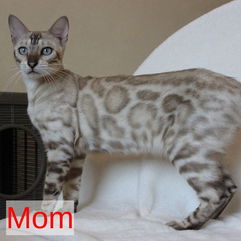 Nutela Bengal female, black pointed spotted tabby