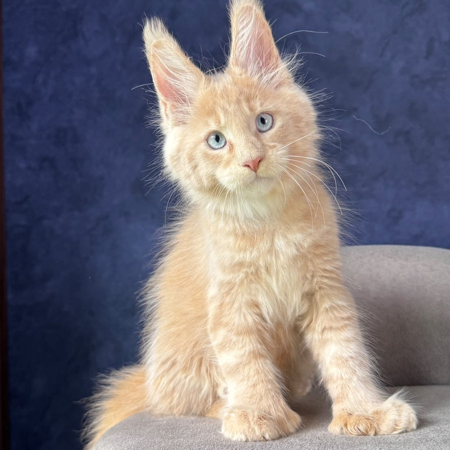 Rumbik Maine Coon polydactyl 6x6x6x6 male, cream with white
