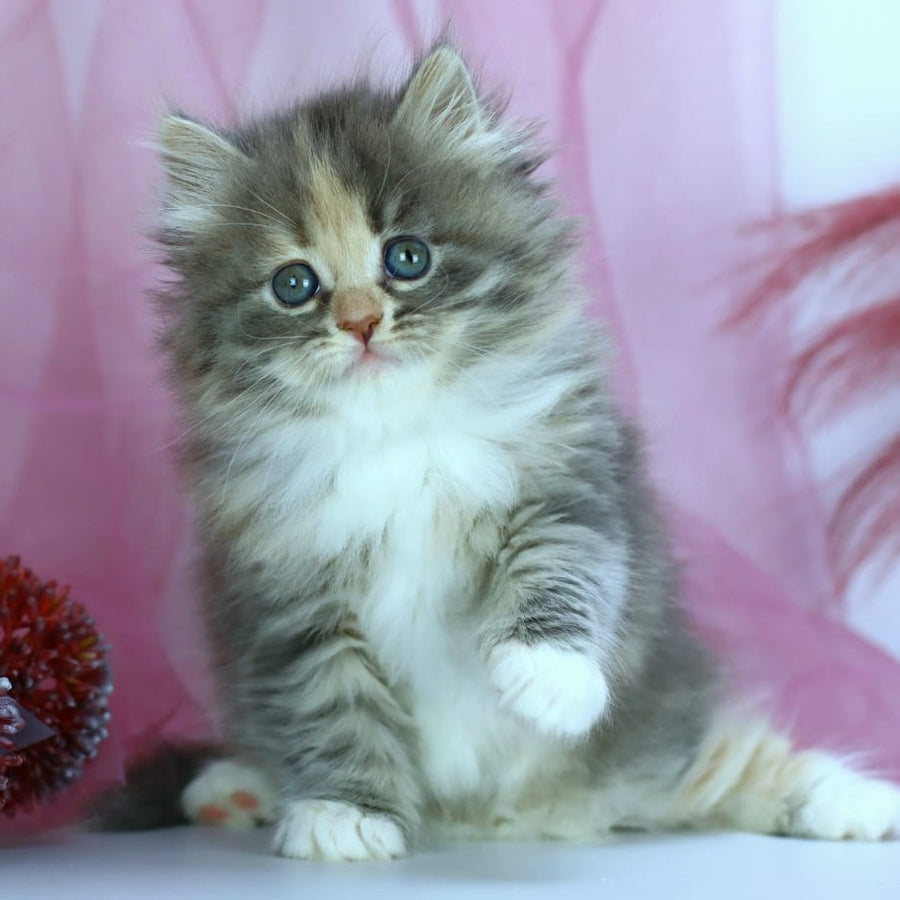India Siberian female, blue tortie with white spotted tabby