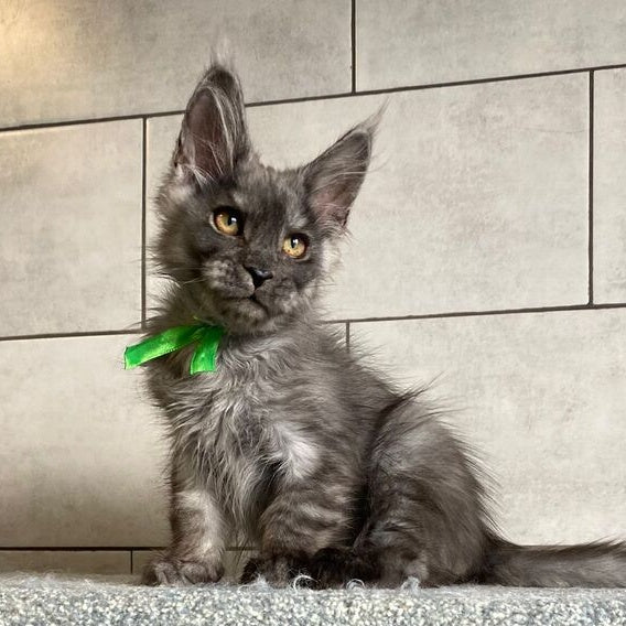 Ural Maine Coon male, black silver